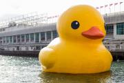 duck's Avatar